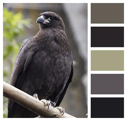 Bird Falkland Caracara Animal Image